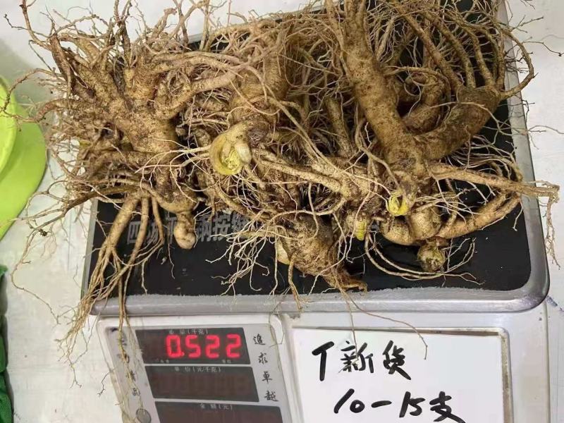 人参