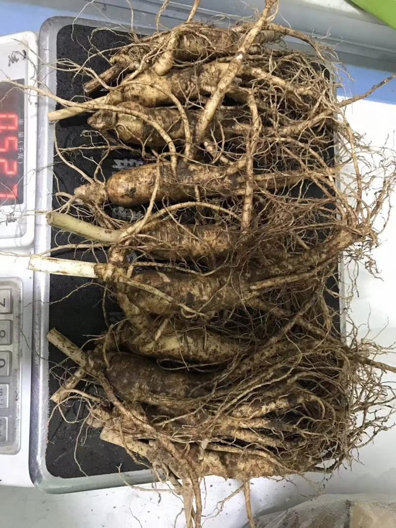 人参