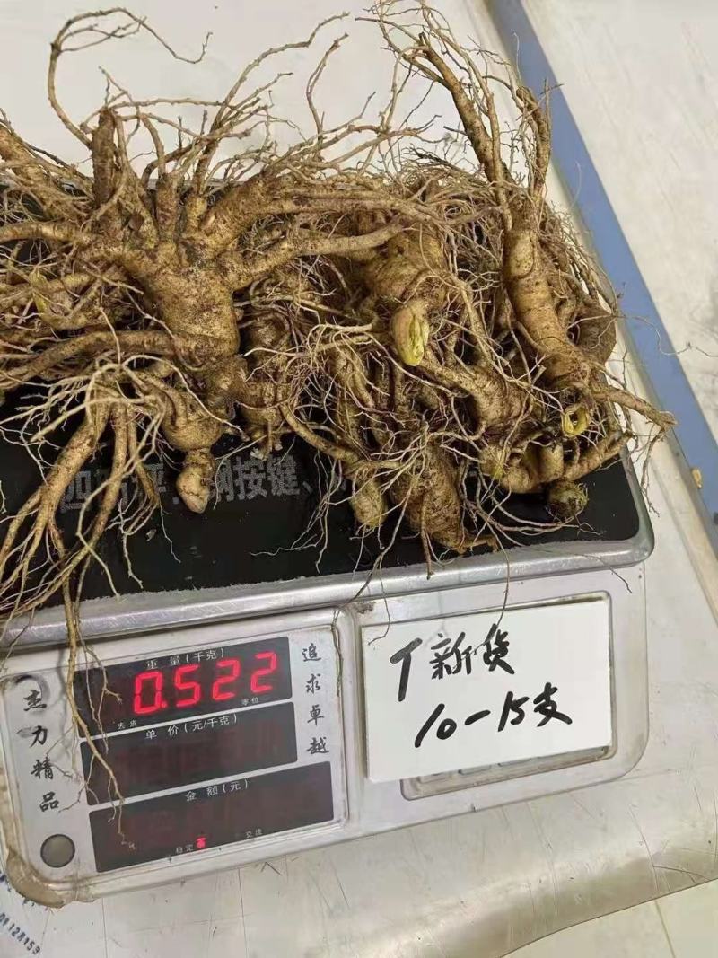 人参