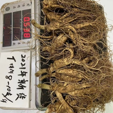 人参