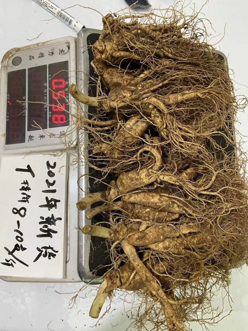 人参