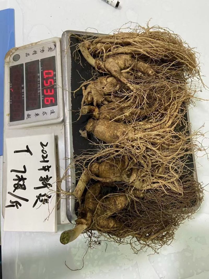 人参