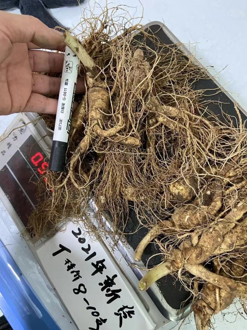 人参