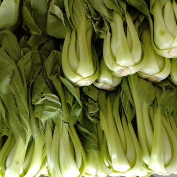 叶菜类