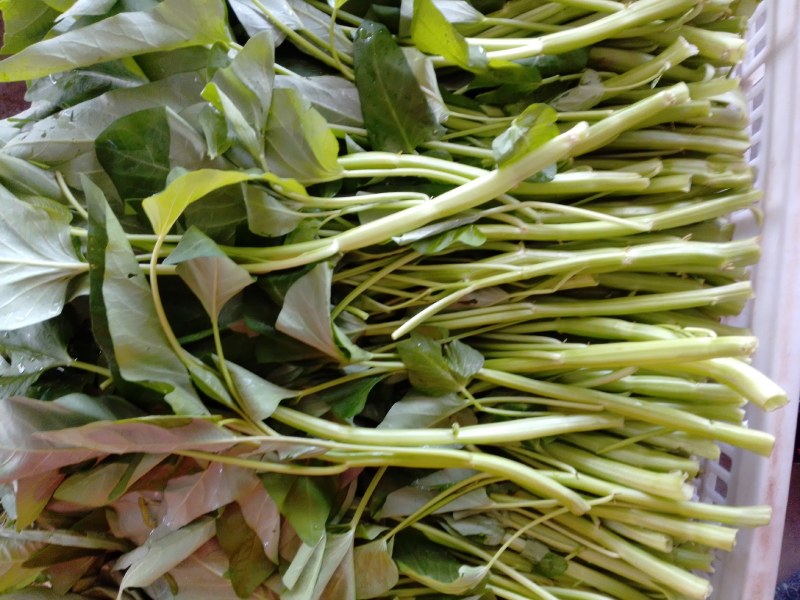 叶菜类