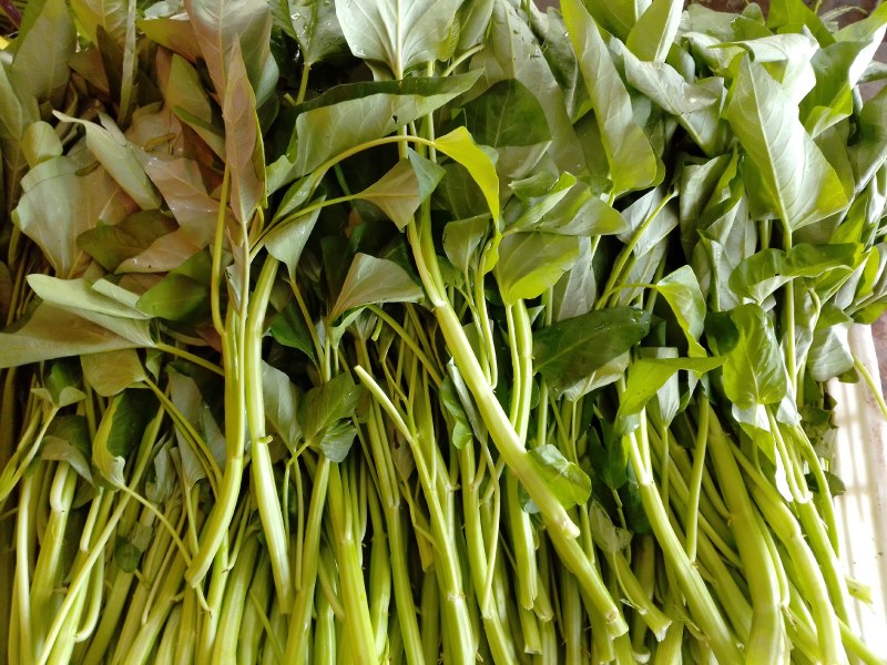 叶菜类