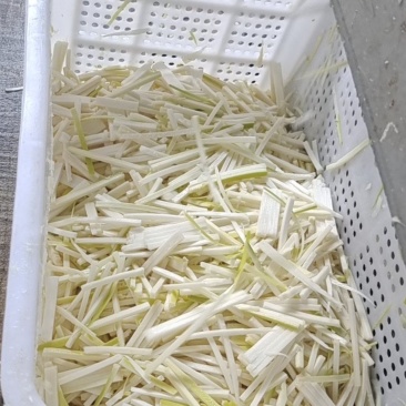 酸笋丝大量库存，源头货大量加工，实力对接公司