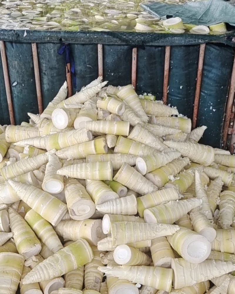 酸笋丝大量库存，源头货大量加工，实力对接公司