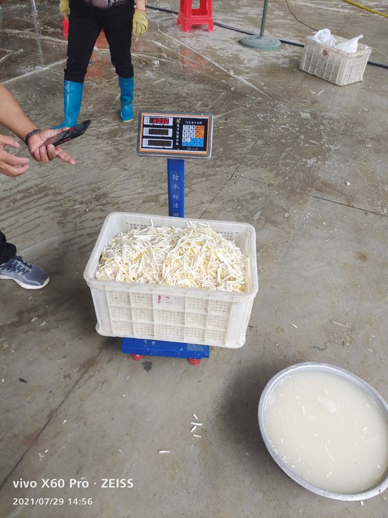 酸笋丝大量库存，源头货大量加工，实力对接公司
