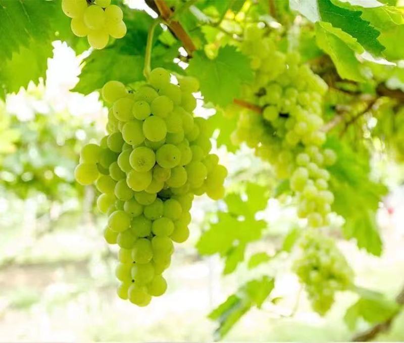 【一折抢购】葡萄干无核白葡萄干新疆大颗粒葡萄干零食干坚果