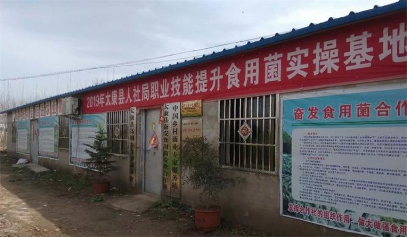 平菇菌种平菇栽培种枝条菌种平菇三级菌种姬菇枝条菌种