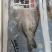海鲈鱼质量好价格低，口感不错肉质劲道欢迎询价下单