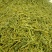 云南普洱茶，大树茶
