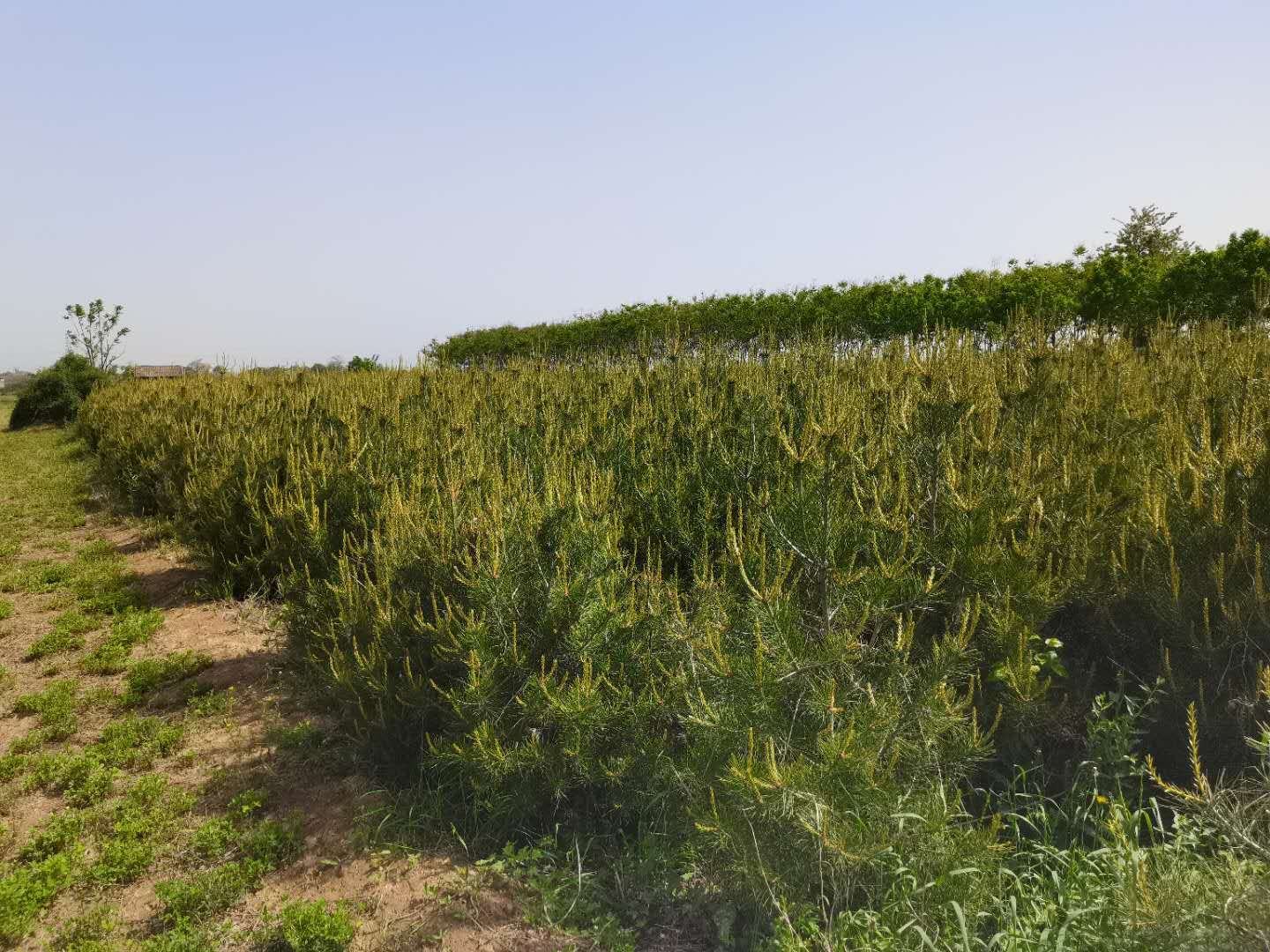 夕阳下的白皮松行道树景观，金色阳光洒在斑驳的树皮上，行人漫步树下，道路两旁绿意盎然