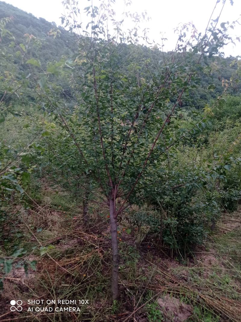 精品茶条槭