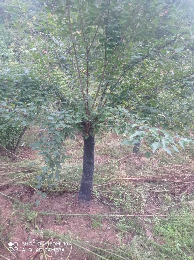 精品茶条槭