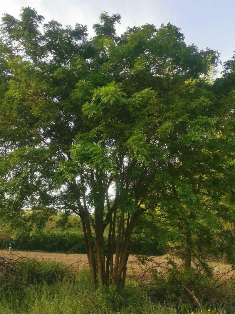 精品皂荚