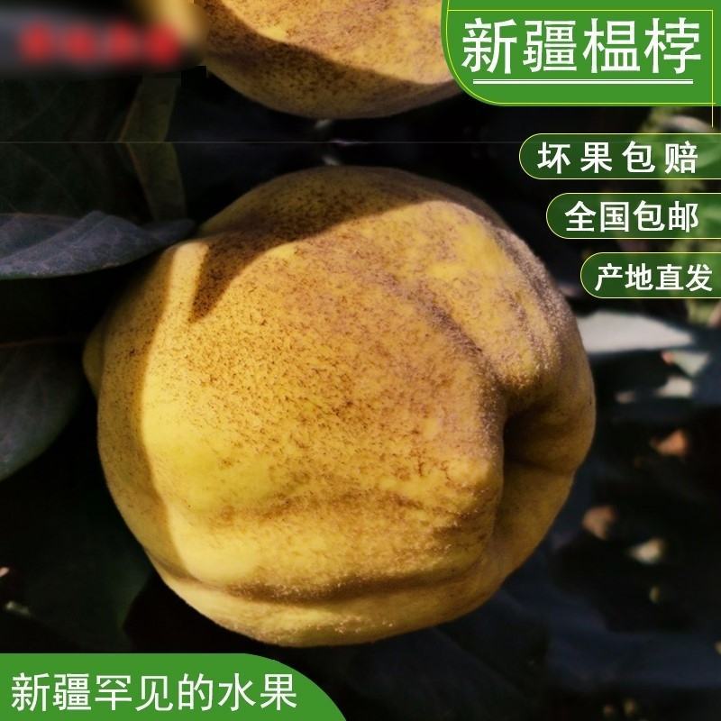 2021年新鲜榲桲1斤新疆特色温桲水果之皇万寿瓜榅桲