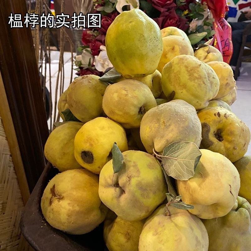 2021年新鲜榲桲1斤新疆特色温桲水果之皇万寿瓜榅桲