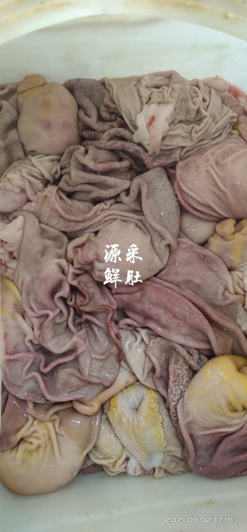 鲜肚