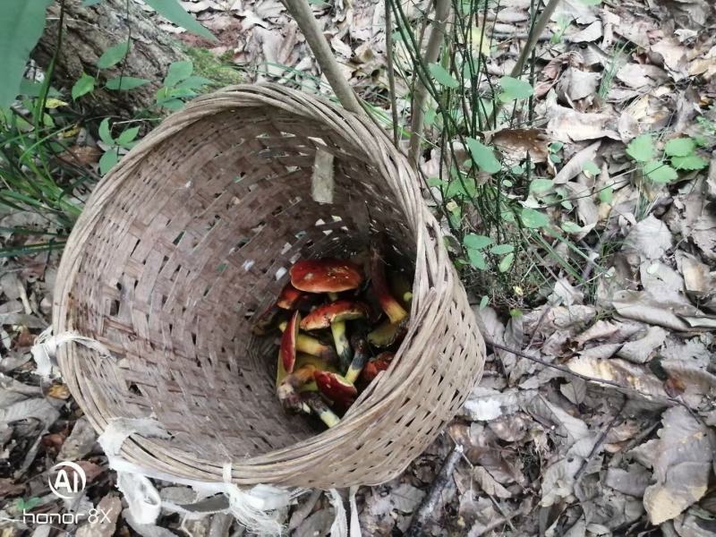 牛肝菌批发走量，野生白牛肝菌。味香干度好