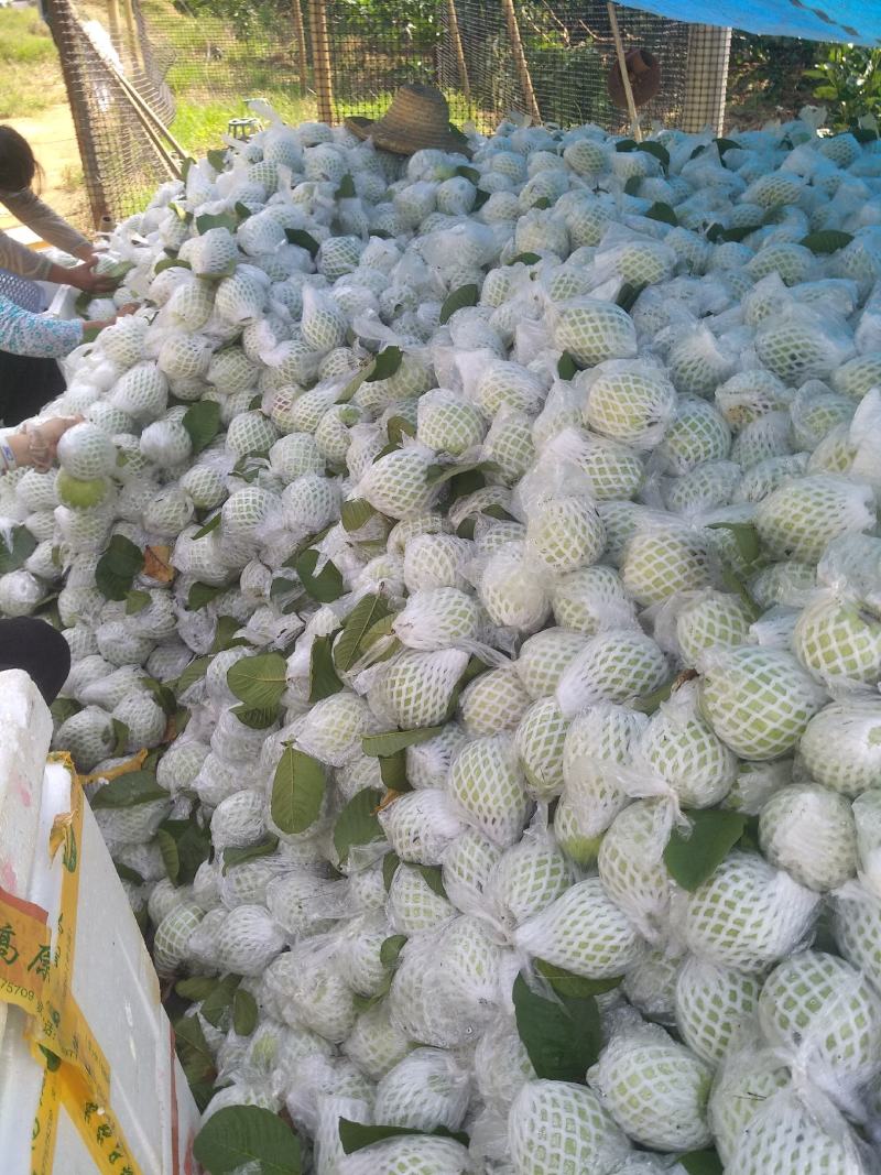 现摘新鲜水果台湾无籽番石榴芭乐水果新鲜当季番石榴