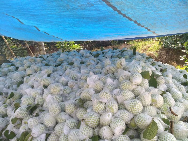 现摘新鲜水果台湾无籽番石榴芭乐水果新鲜当季番石榴