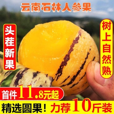 云南石林人参果圆果当季新鲜现摘黄肉多汁低糖孕妇水果非甘肃