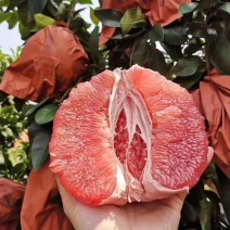 红心蜜柚三红蜜柚/大量上市/量大从优产地直供欢迎来电