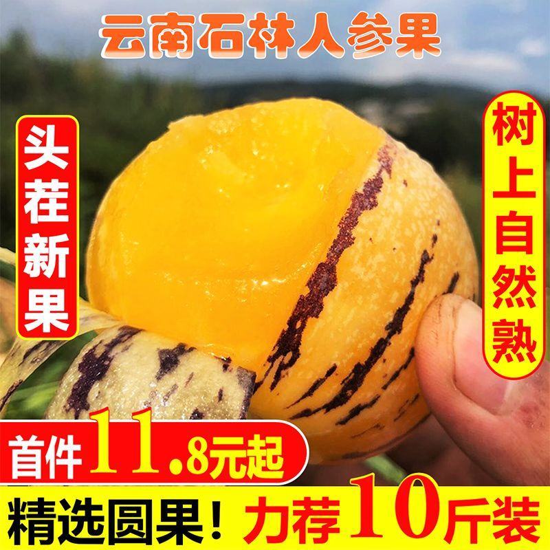 云南石林人参果圆果当季新鲜现摘黄肉多汁低糖孕妇水果非甘肃