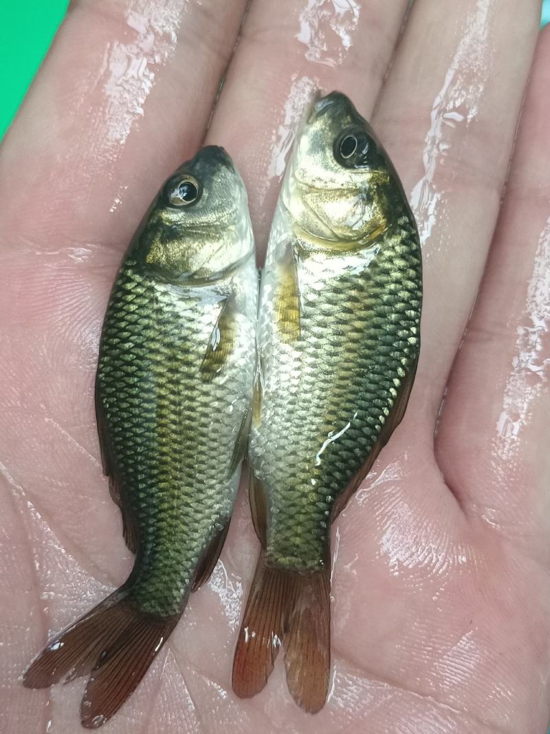 鲤鱼苗、大种鲤鱼、稻田鲤鱼苗、快大好养高产量、一手货源