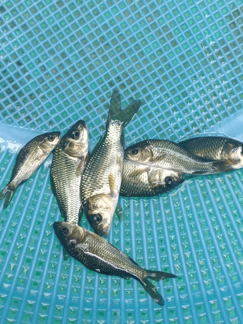 鲤鱼苗、大种鲤鱼、稻田鲤鱼苗、快大好养高产量、一手货源