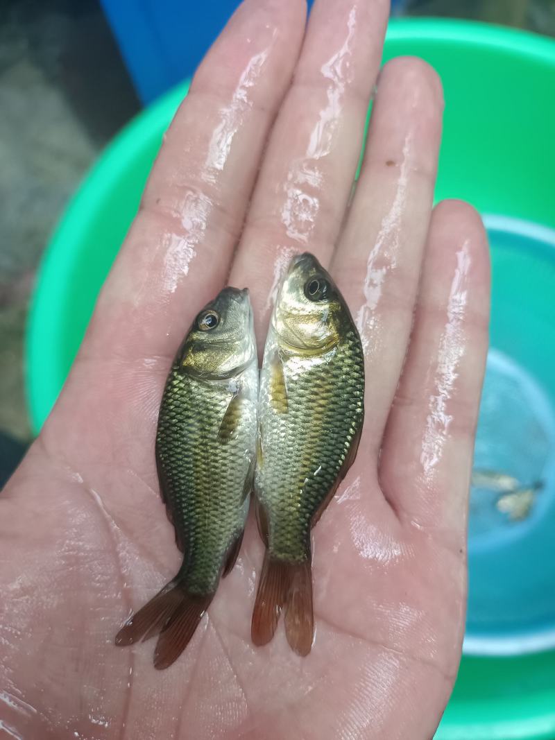 鲤鱼苗、大种鲤鱼、稻田鲤鱼苗、快大好养高产量、一手货源
