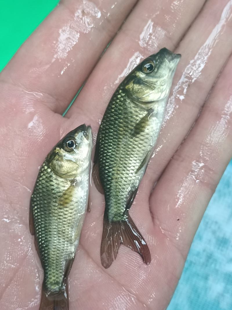 鲤鱼苗、大种鲤鱼、稻田鲤鱼苗、快大好养高产量、一手货源