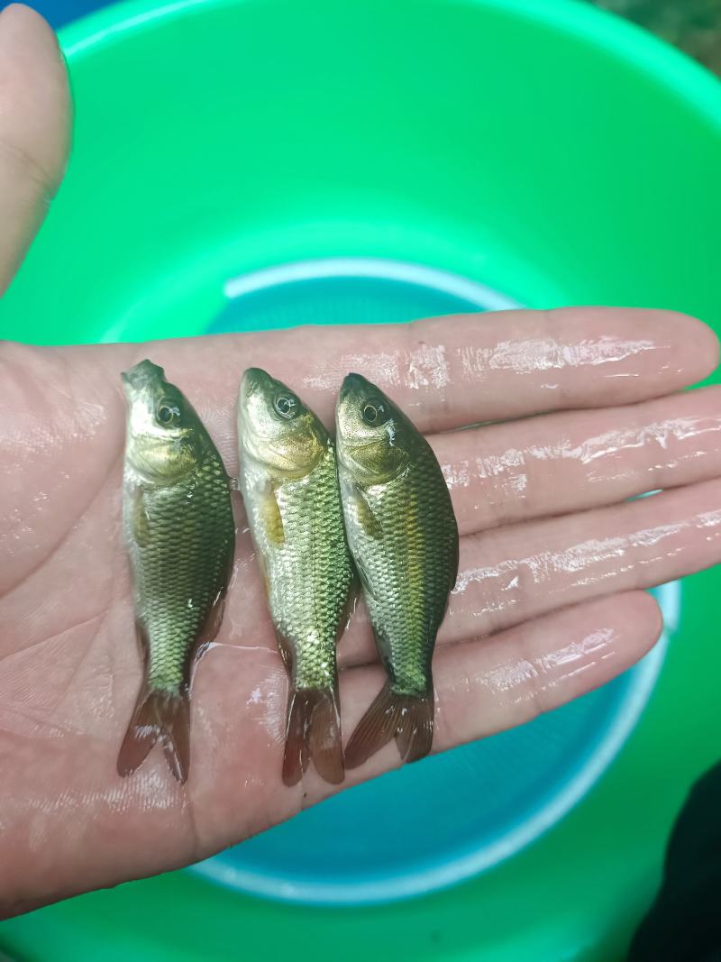 鲤鱼苗、大种鲤鱼、稻田鲤鱼苗、快大好养高产量、一手货源