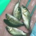 鲤鱼苗、大种鲤鱼、稻田鲤鱼苗、快大好养高产量、一手货源