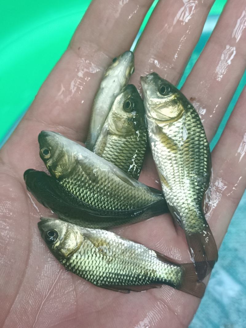 鲤鱼苗、大种鲤鱼、稻田鲤鱼苗、快大好养高产量、一手货源