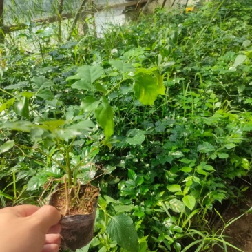 绿宝杯苗基地自产自销当天下单当天发货