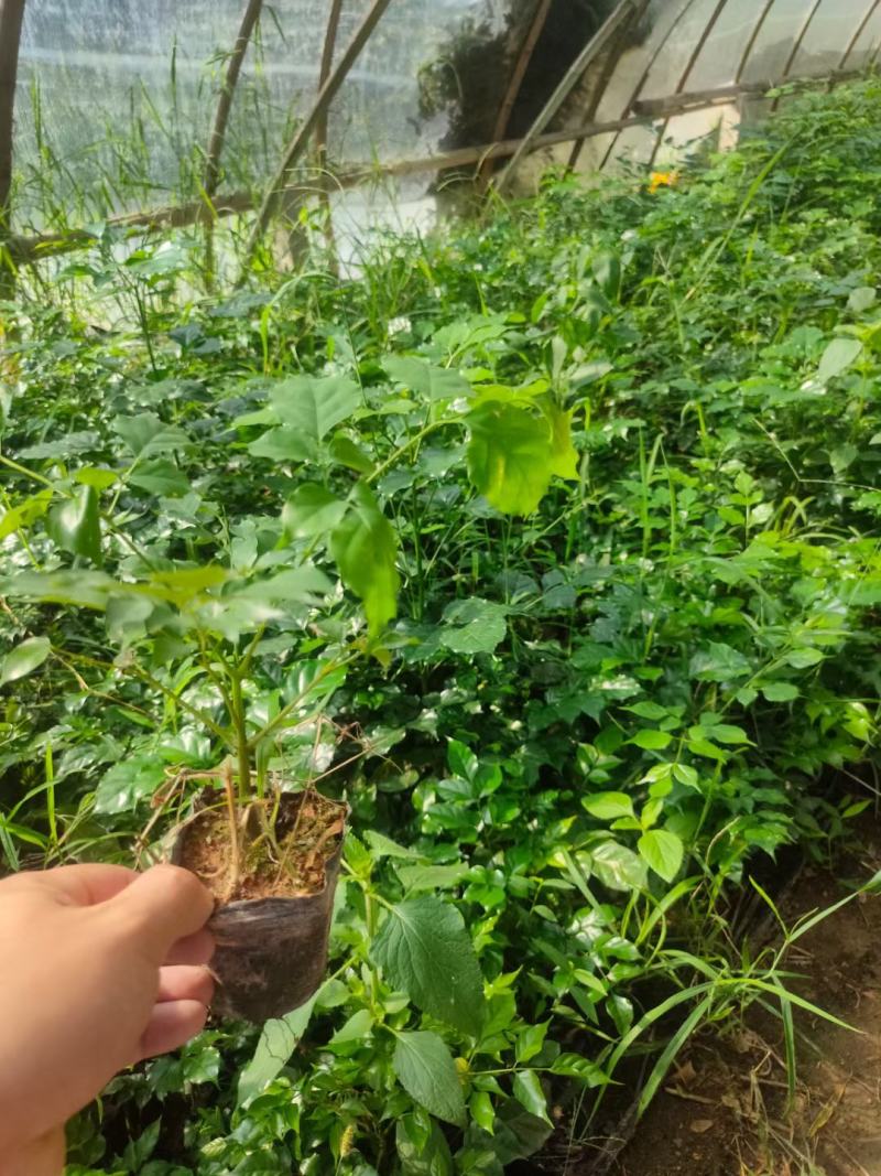 绿宝杯苗基地自产自销当天下单当天发货
