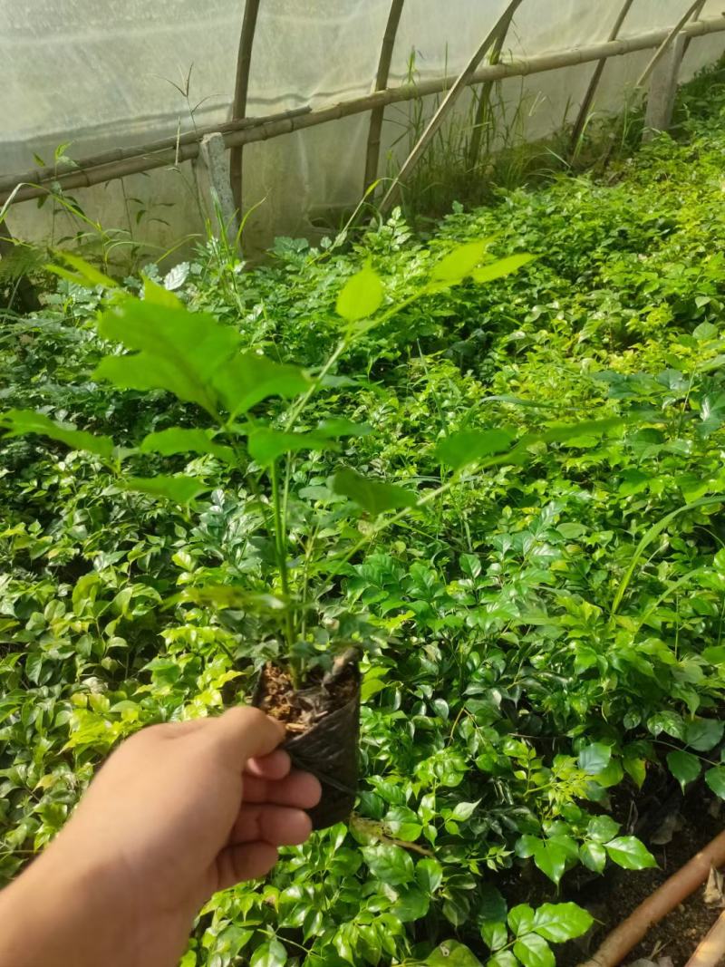 绿宝杯苗基地自产自销当天下单当天发货