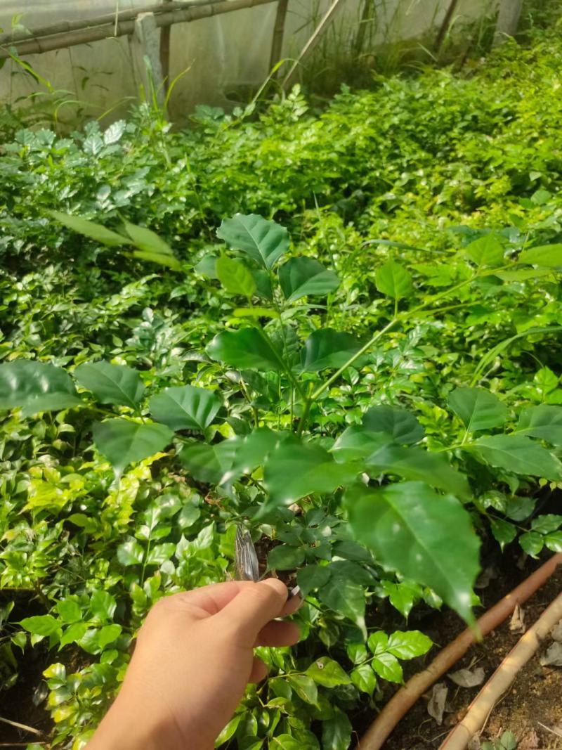 绿宝杯苗基地自产自销当天下单当天发货
