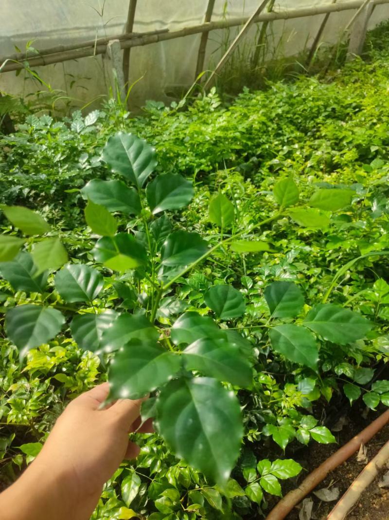 绿宝杯苗基地自产自销当天下单当天发货