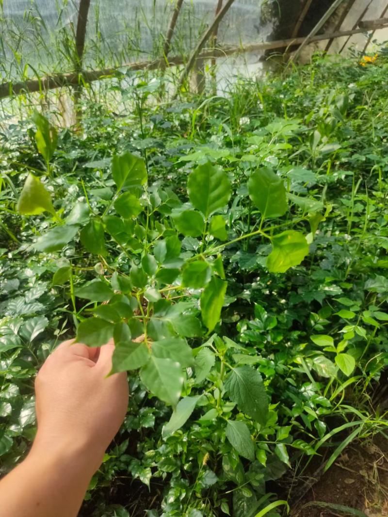 绿宝杯苗基地自产自销当天下单当天发货