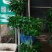 绿宝杯苗基地自产自销当天下单当天发货