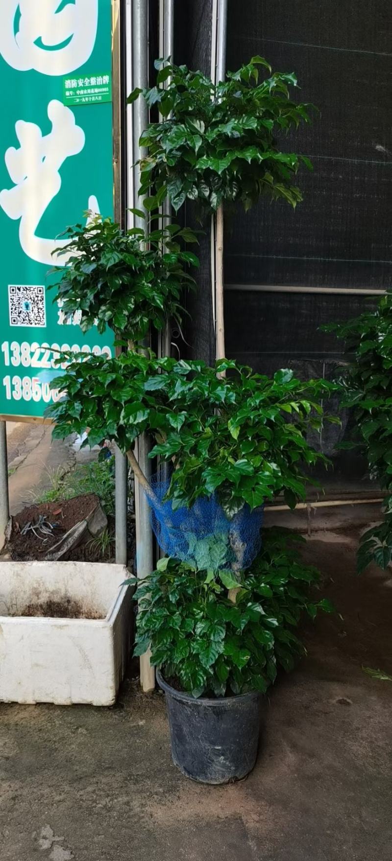 绿宝杯苗基地自产自销当天下单当天发货