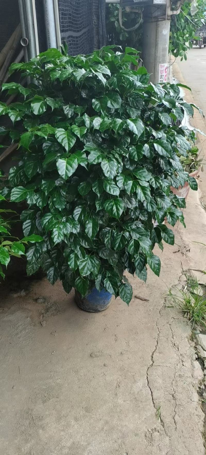 绿宝杯苗基地自产自销当天下单当天发货