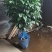 绿宝杯苗基地自产自销当天下单当天发货