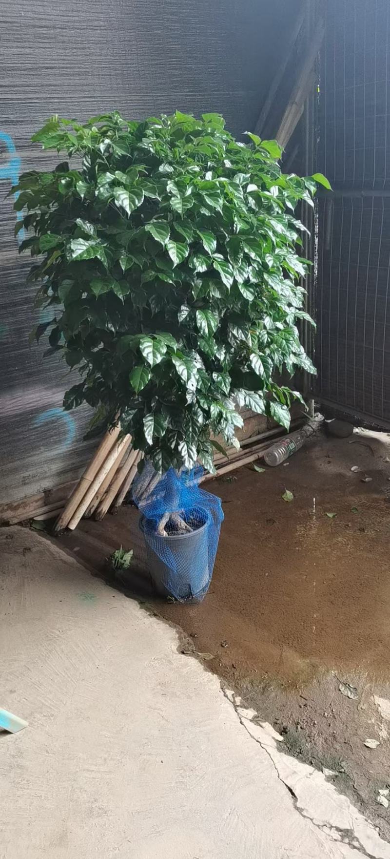 绿宝杯苗基地自产自销当天下单当天发货