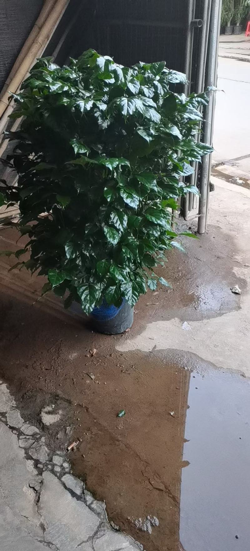 绿宝杯苗基地自产自销当天下单当天发货