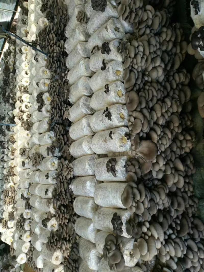黑平王夏季高温黑平菇菌种